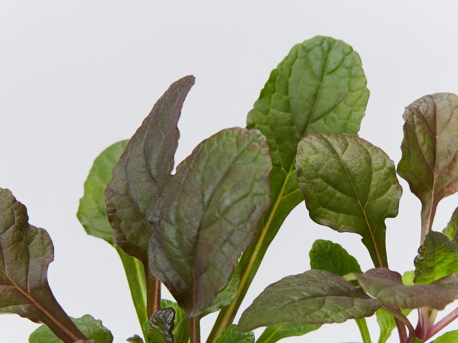 Ajuga Reptans Purpurea Matt Forming Ground Cover Pack - Image 3