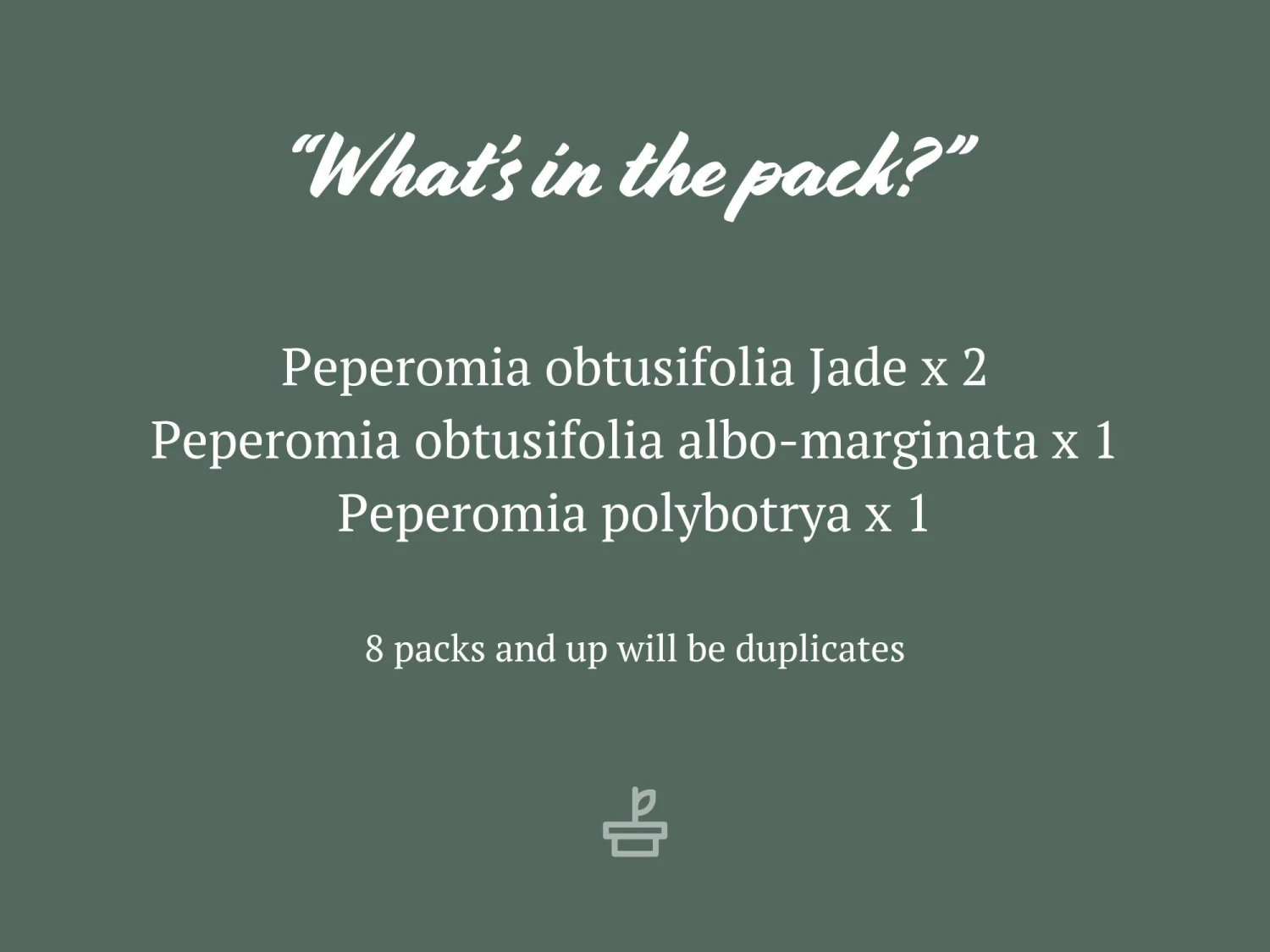 All About Peperomia Pack - Image 8