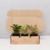 All About Peperomia Pack - Large