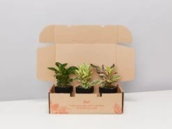 All About Peperomia Pack - Large
