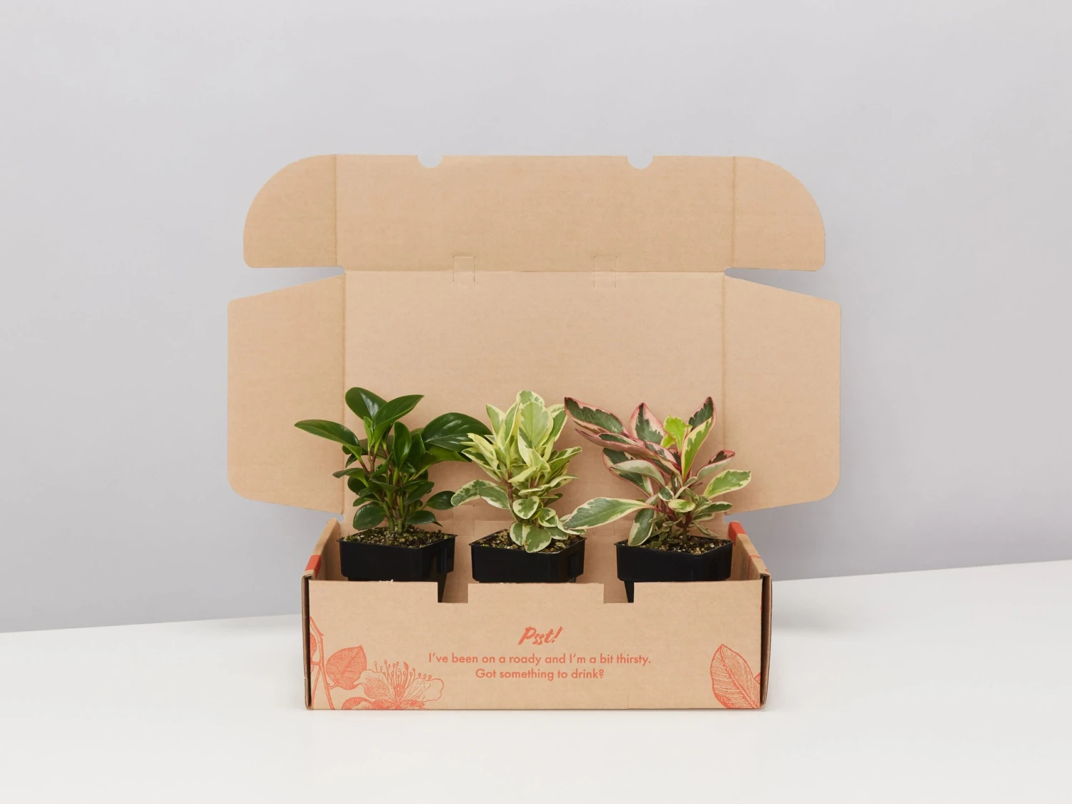 All About Peperomia Pack - Large