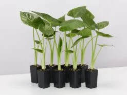 Alocasia Calidora Dwarf