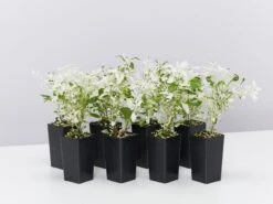 Alternanthera Ficoidea Snow On The Mountain