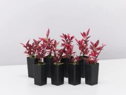 Alternanthera Dentata Brazilian Red Hots™ Plant Pack