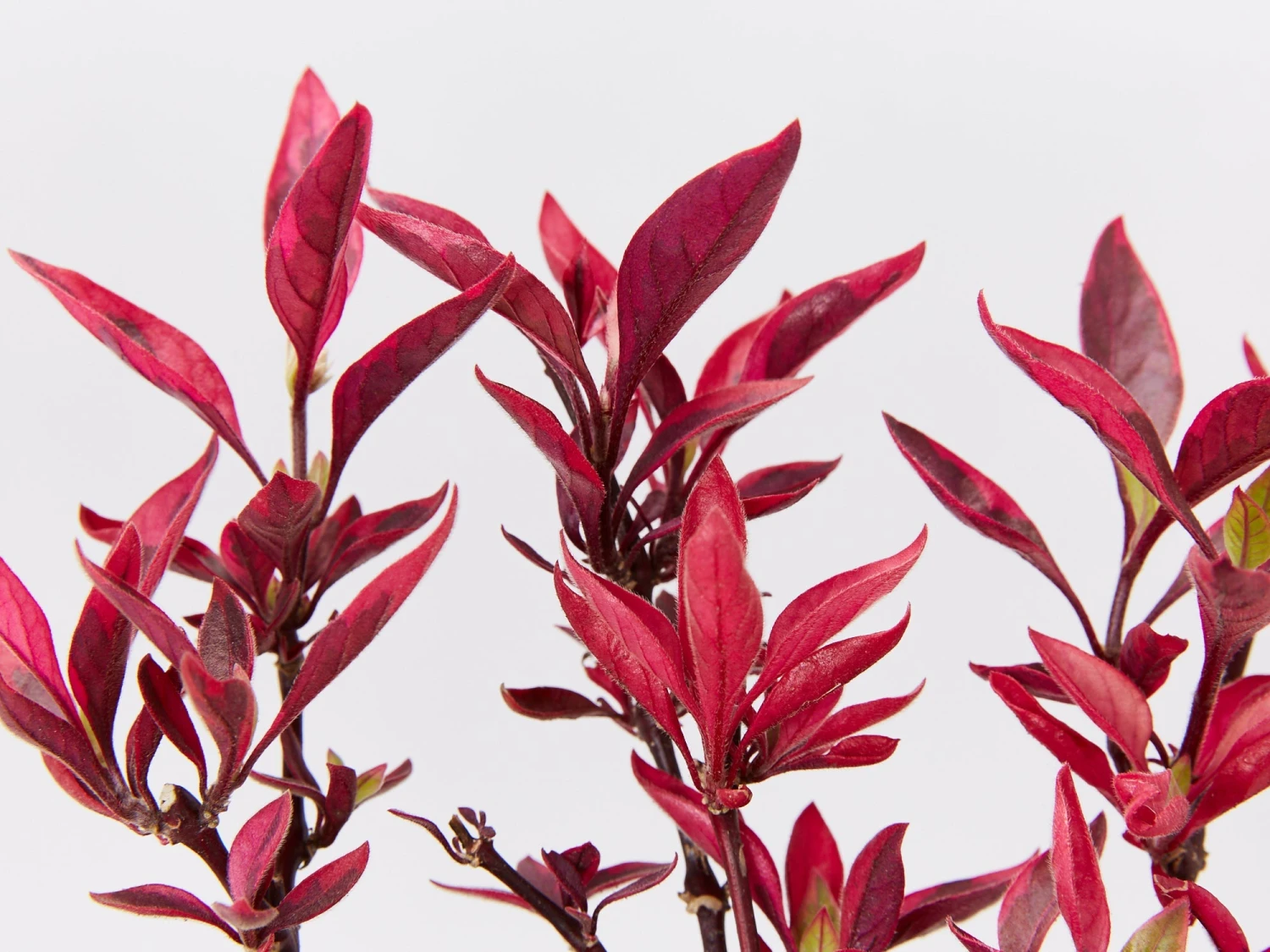 Alternanthera Dentata Brazilian Red Hots™ Plant Pack - Image 4