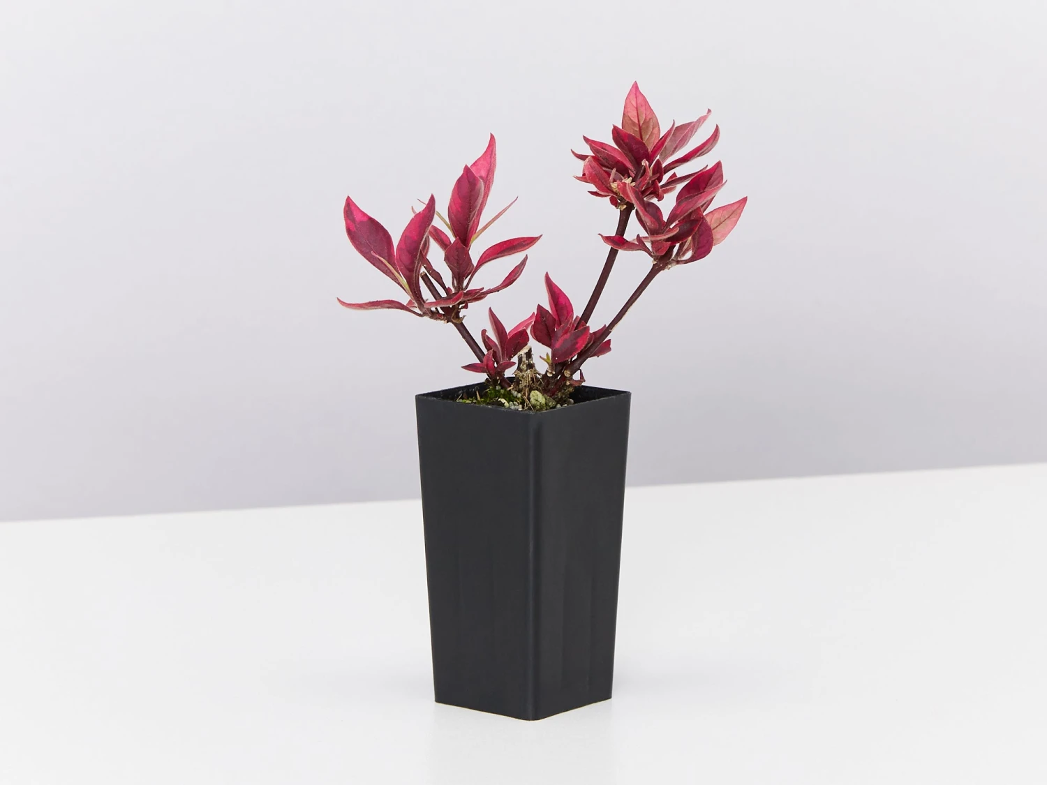 Alternanthera Dentata Brazilian Red Hots™ Plant Pack - Image 3