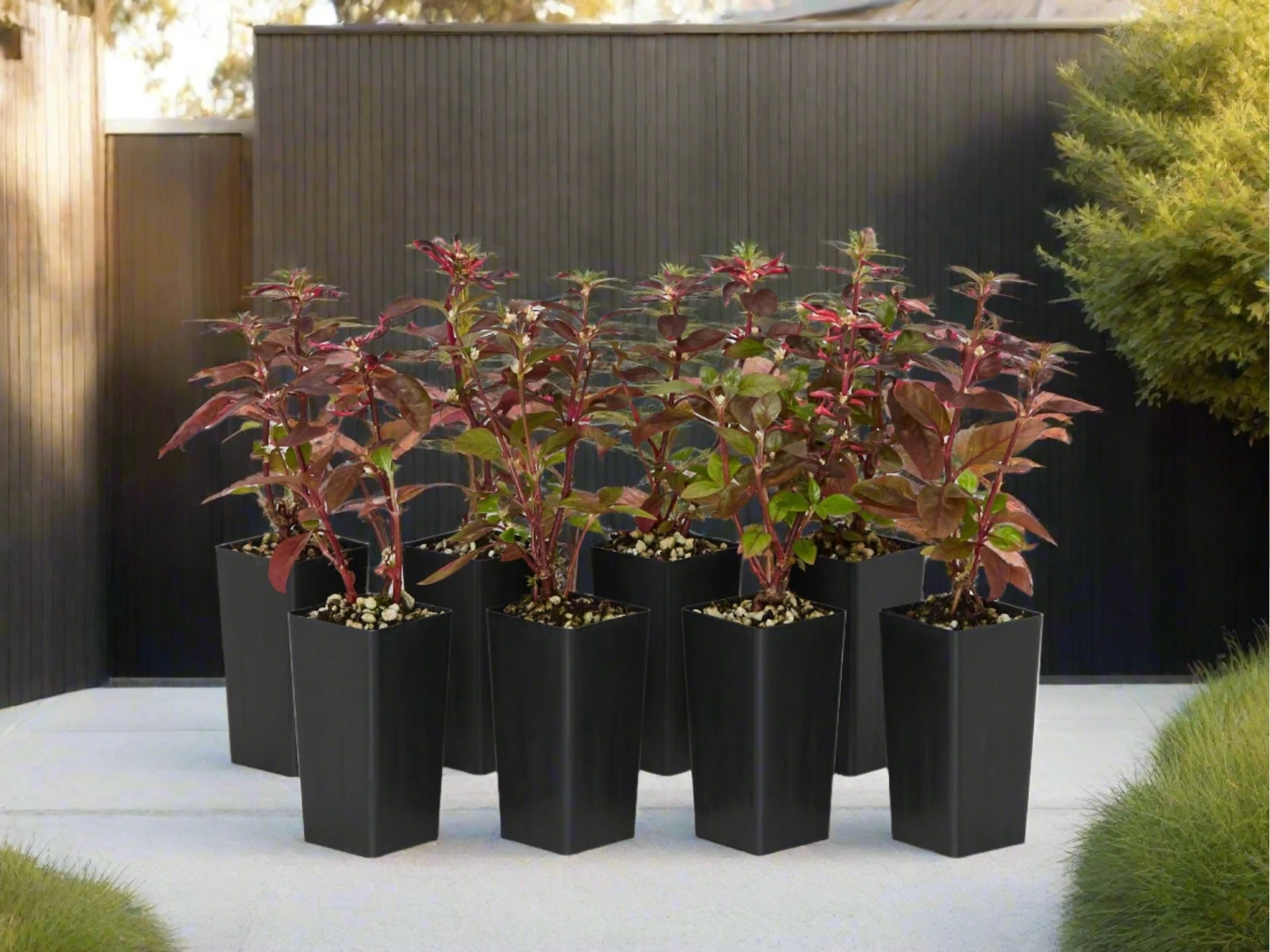 Alternanthera Amoena 'Purple Splash' - Image 3