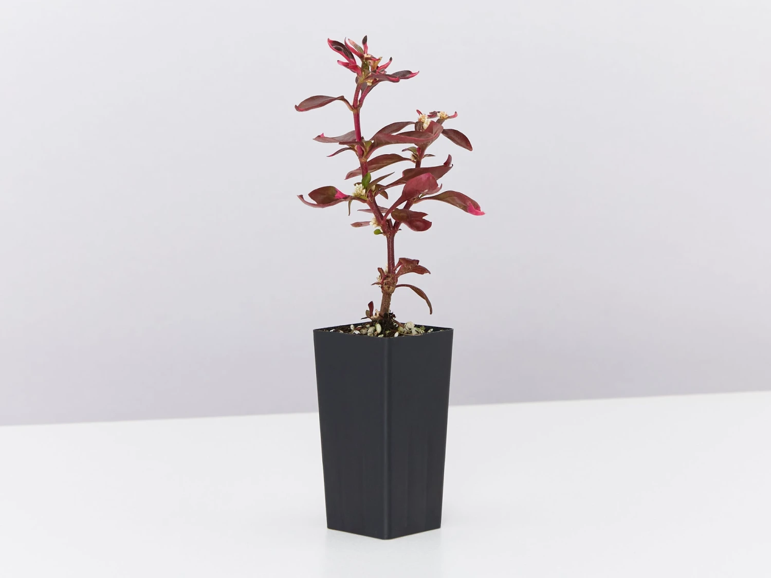 Alternanthera Amoena 'Purple Splash' - Image 4
