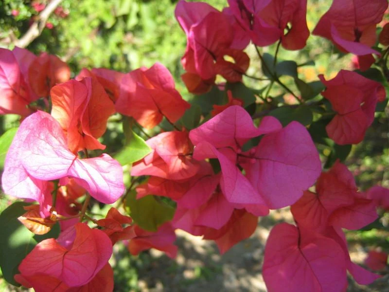 Bougainvillea Ambience - Image 2