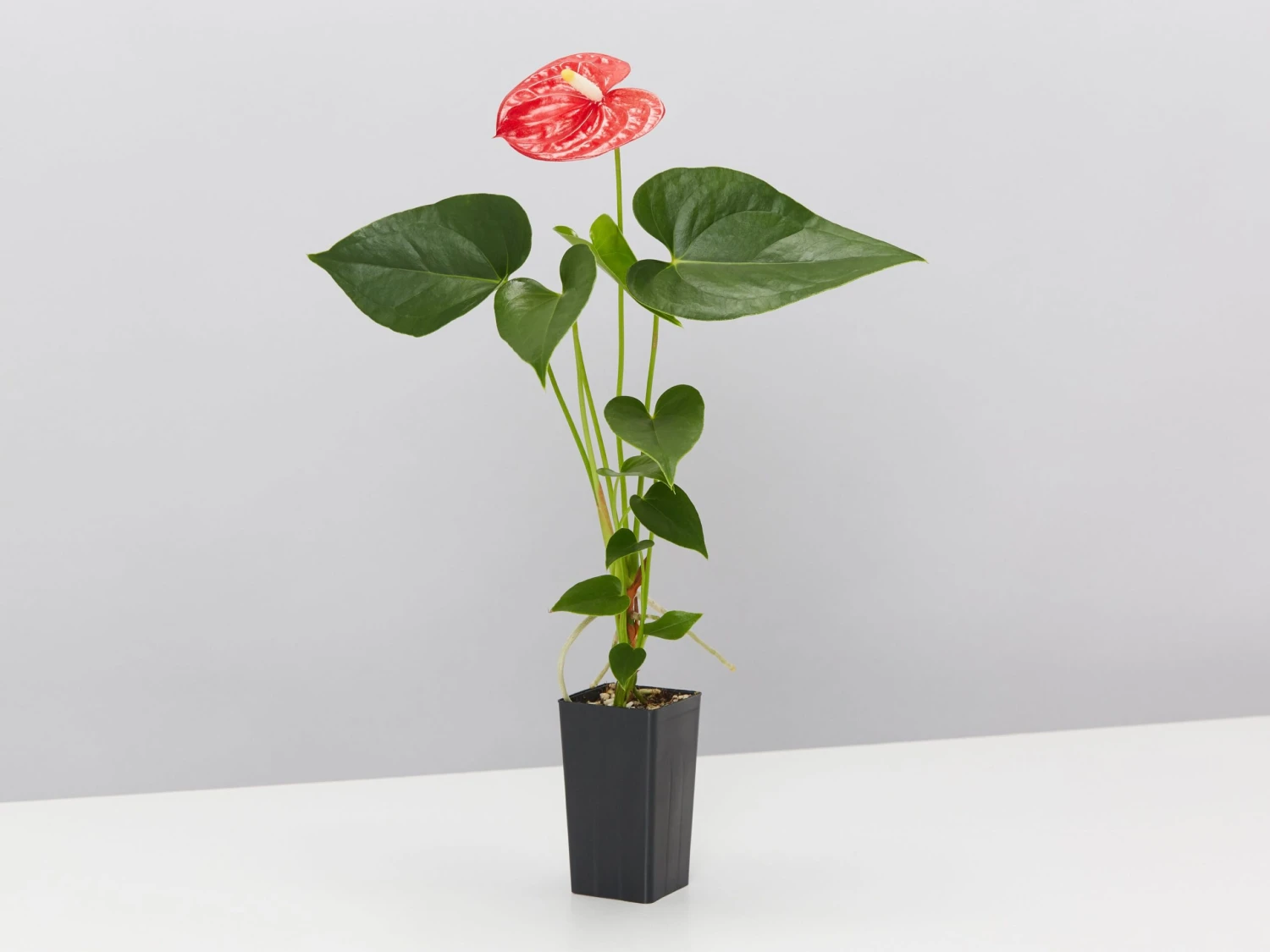 Anthurium Mixed Pack - Image 4