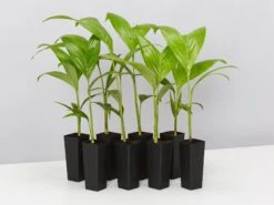 Archontophoenix Alexandrae Alexander Palm