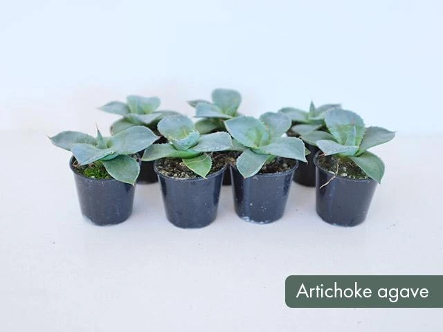 Agave Parryi Truncata - Image 2