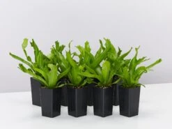 Asplenium Antiquum Crissie Crested Birds Nest Fern