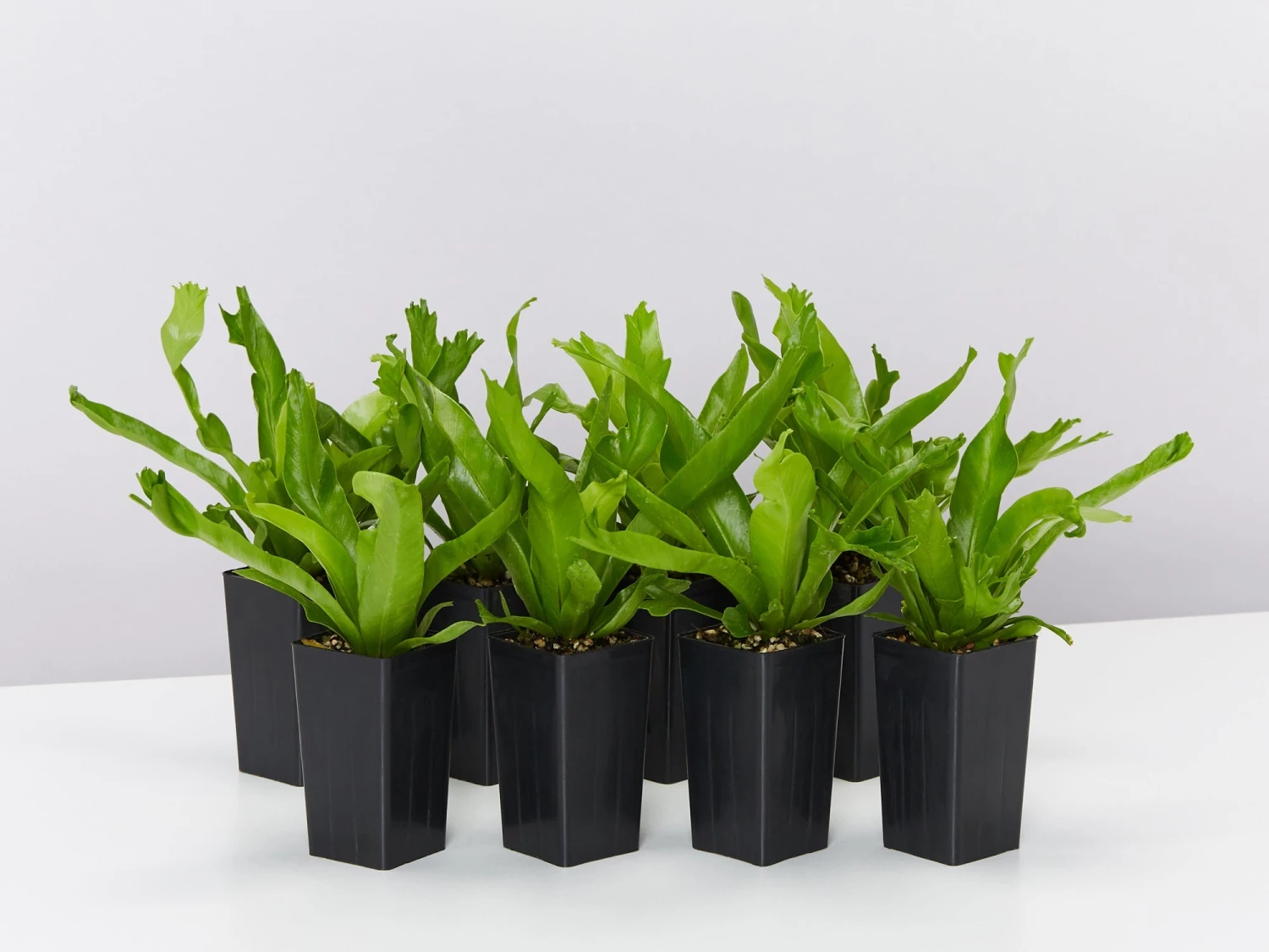 Asplenium Antiquum Crissie Crested Birds Nest Fern