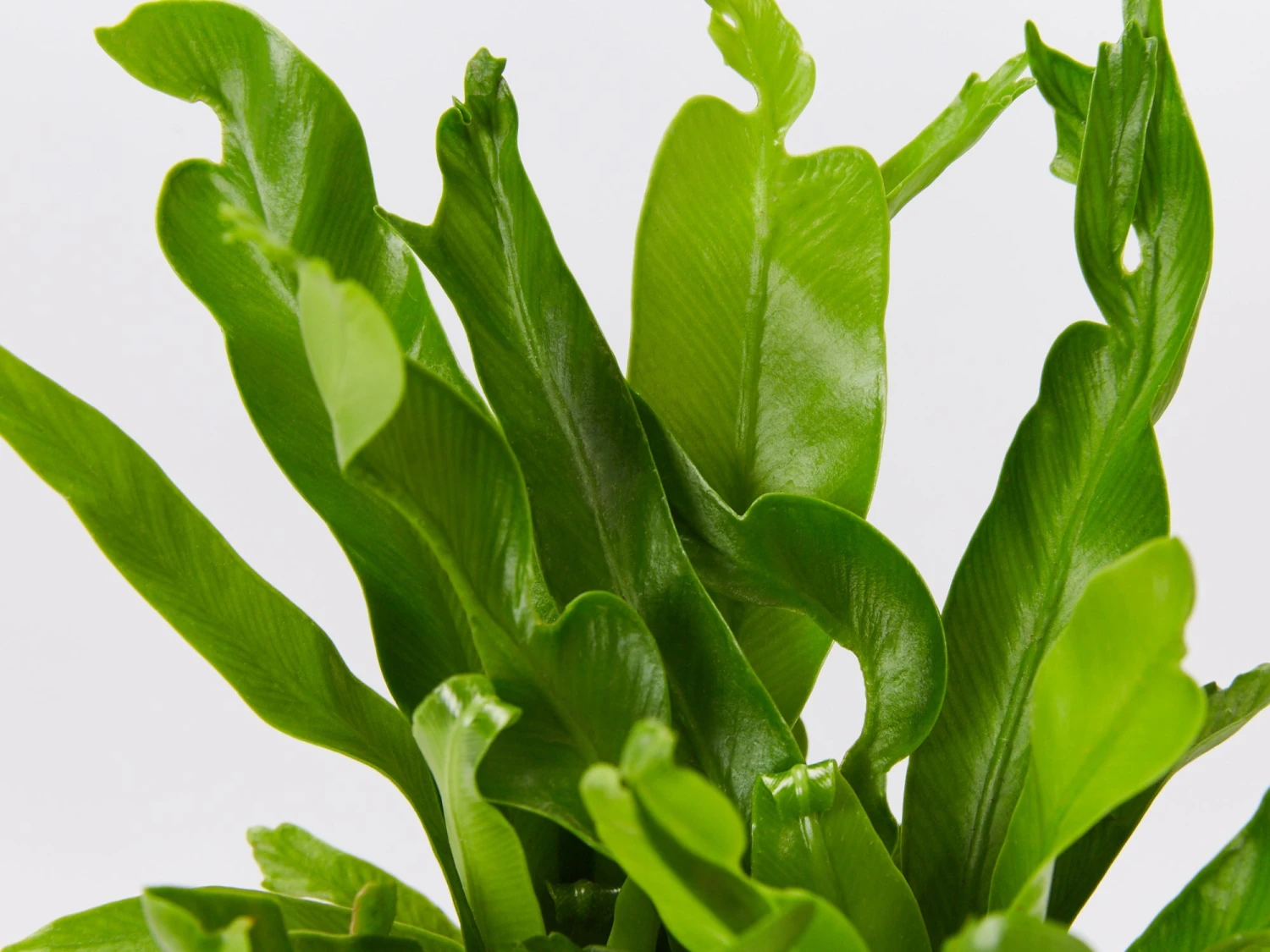 Asplenium Antiquum Crissie Crested Birds Nest Fern - Image 6