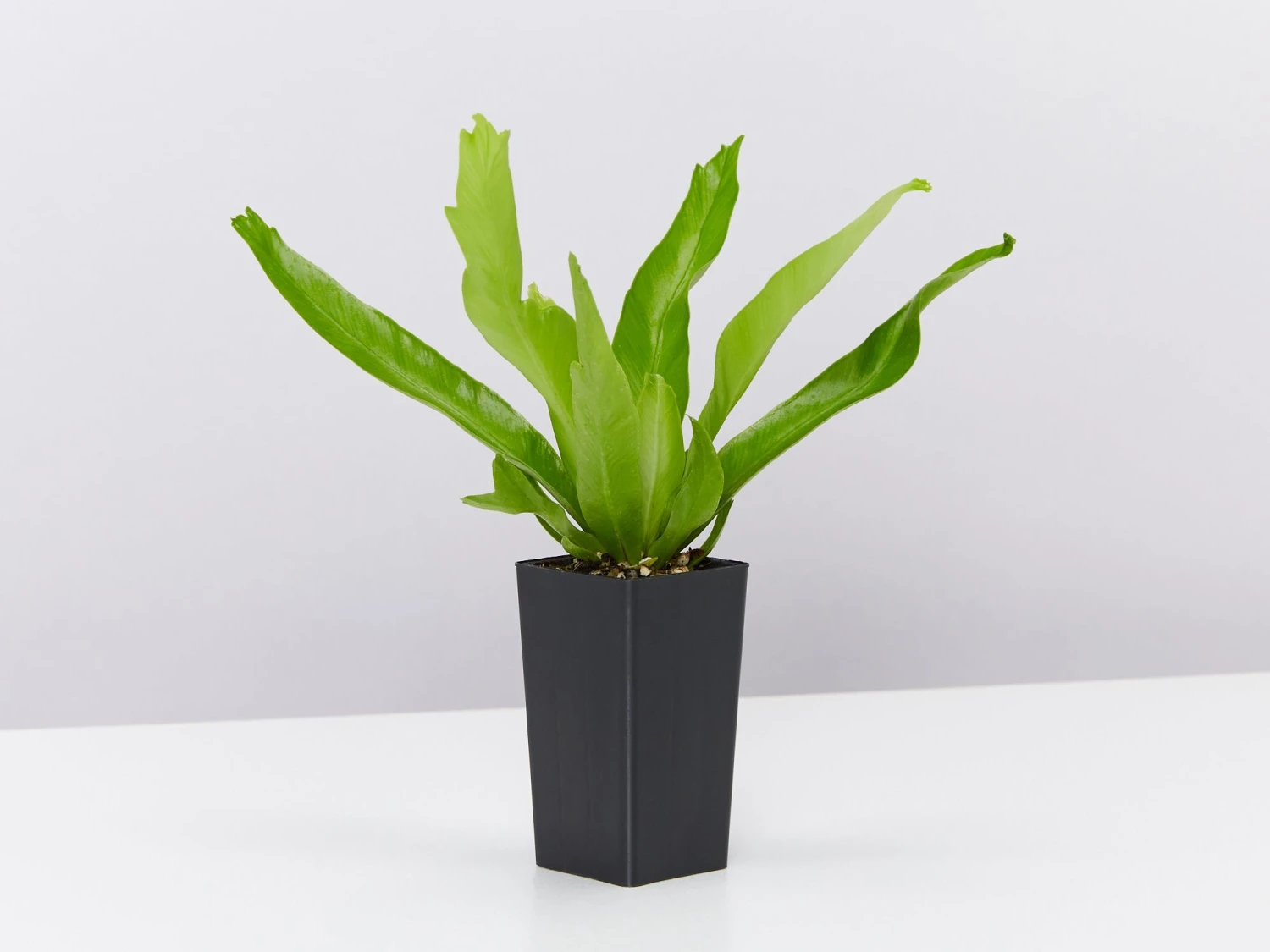 Asplenium Antiquum Crissie Crested Birds Nest Fern - Image 4