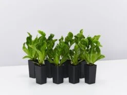 Asplenium Nidus Crispy Wave