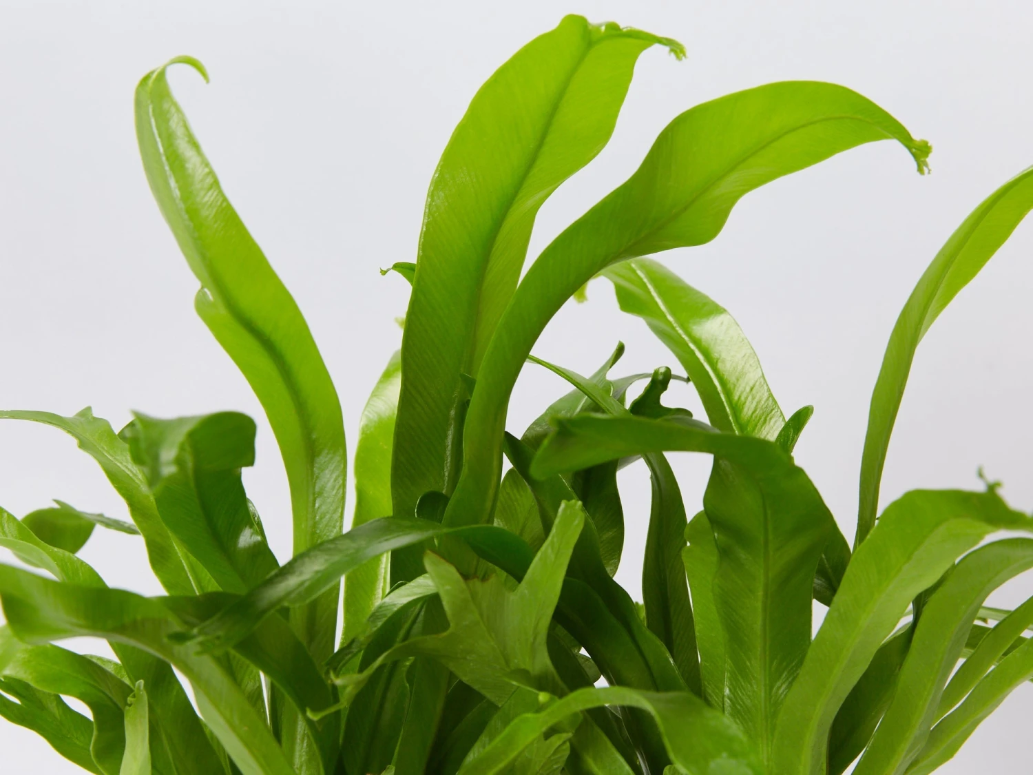 Asplenium Antiquum Crissie Crested Birds Nest Fern - Image 2