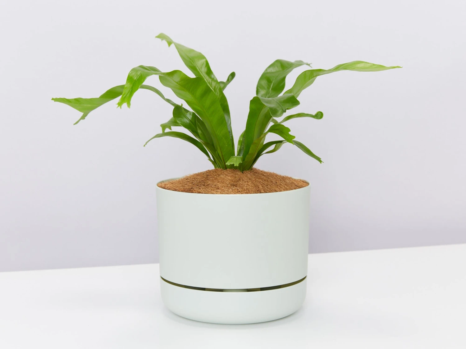 Asplenium Antiquum Crissie Crested Birds Nest Fern - Image 3