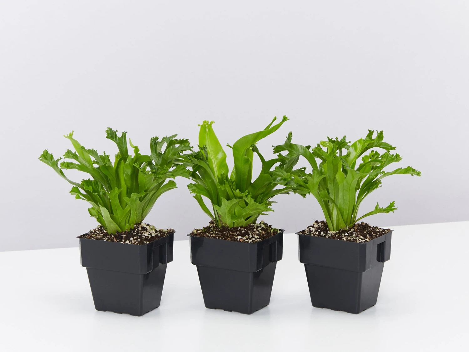 Asplenium Antiquum Leslie 85mm