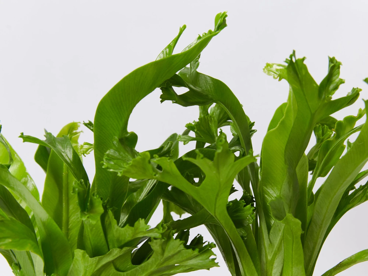 Asplenium Antiquum Leslie 85mm - Image 2