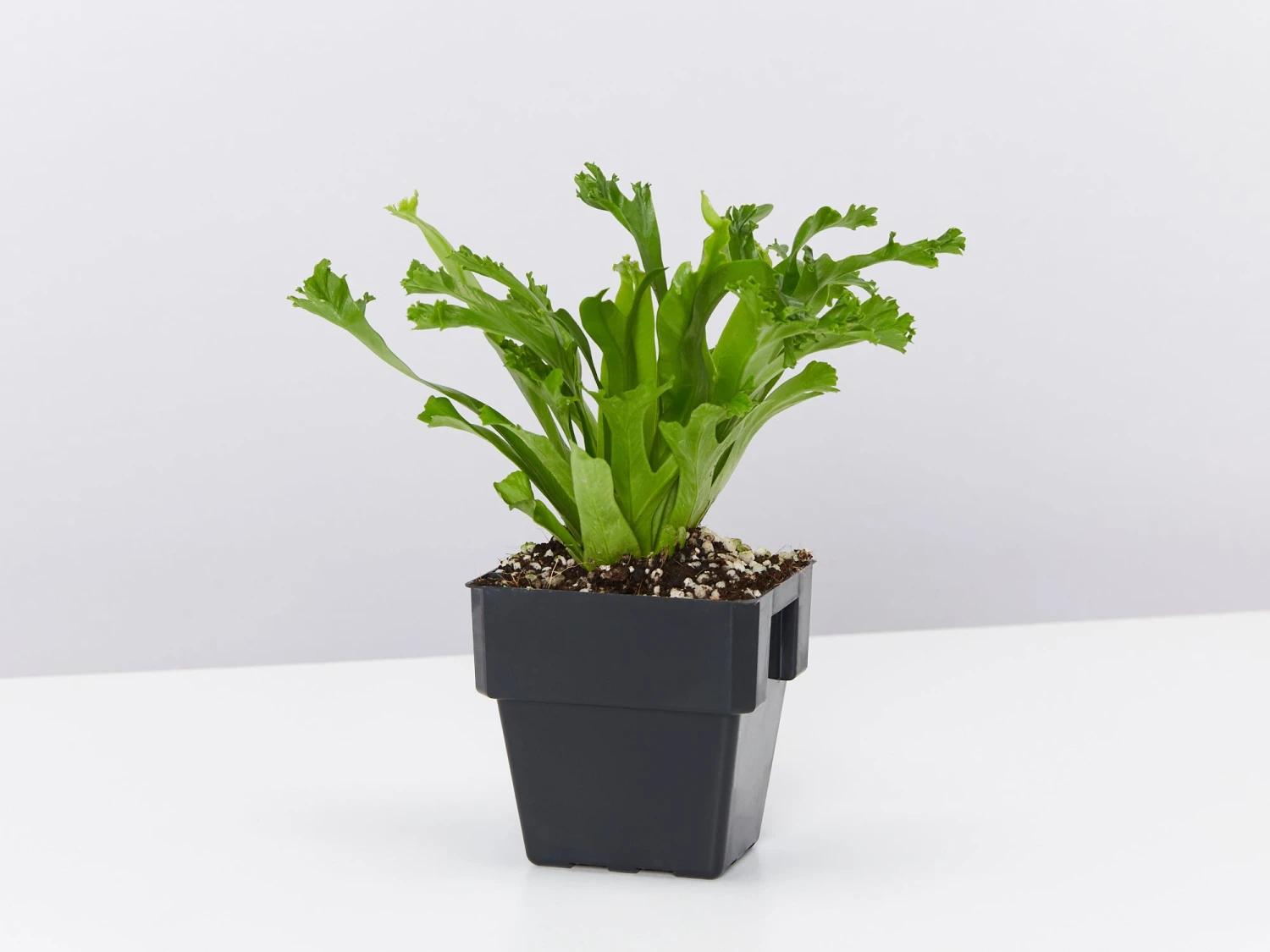 Asplenium Antiquum Leslie 85mm - Image 3