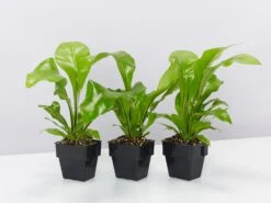 Asplenium Nidus Avis 85mm