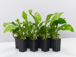 Asplenium Nidus Avis