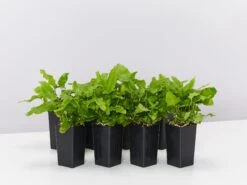 Asplenium Scolopendrium