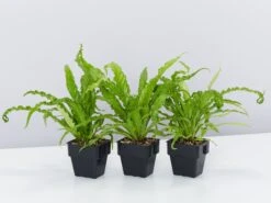 Asplenium Antiquum Victoria 85mm