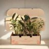 Assorted Ficus Plant Box