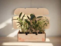 Assorted Ficus Plant Box