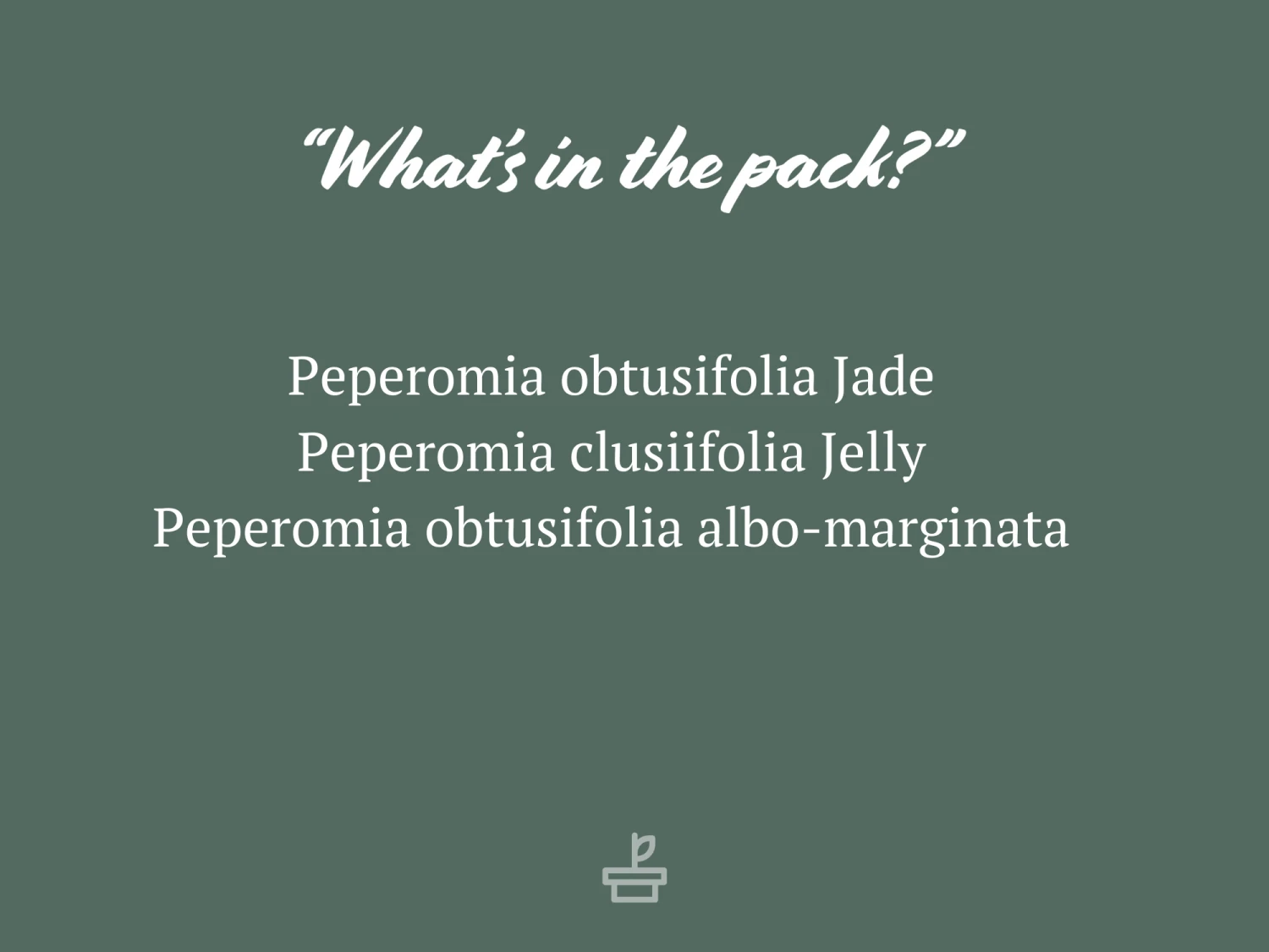 All About Peperomia Pack - Large - Image 7