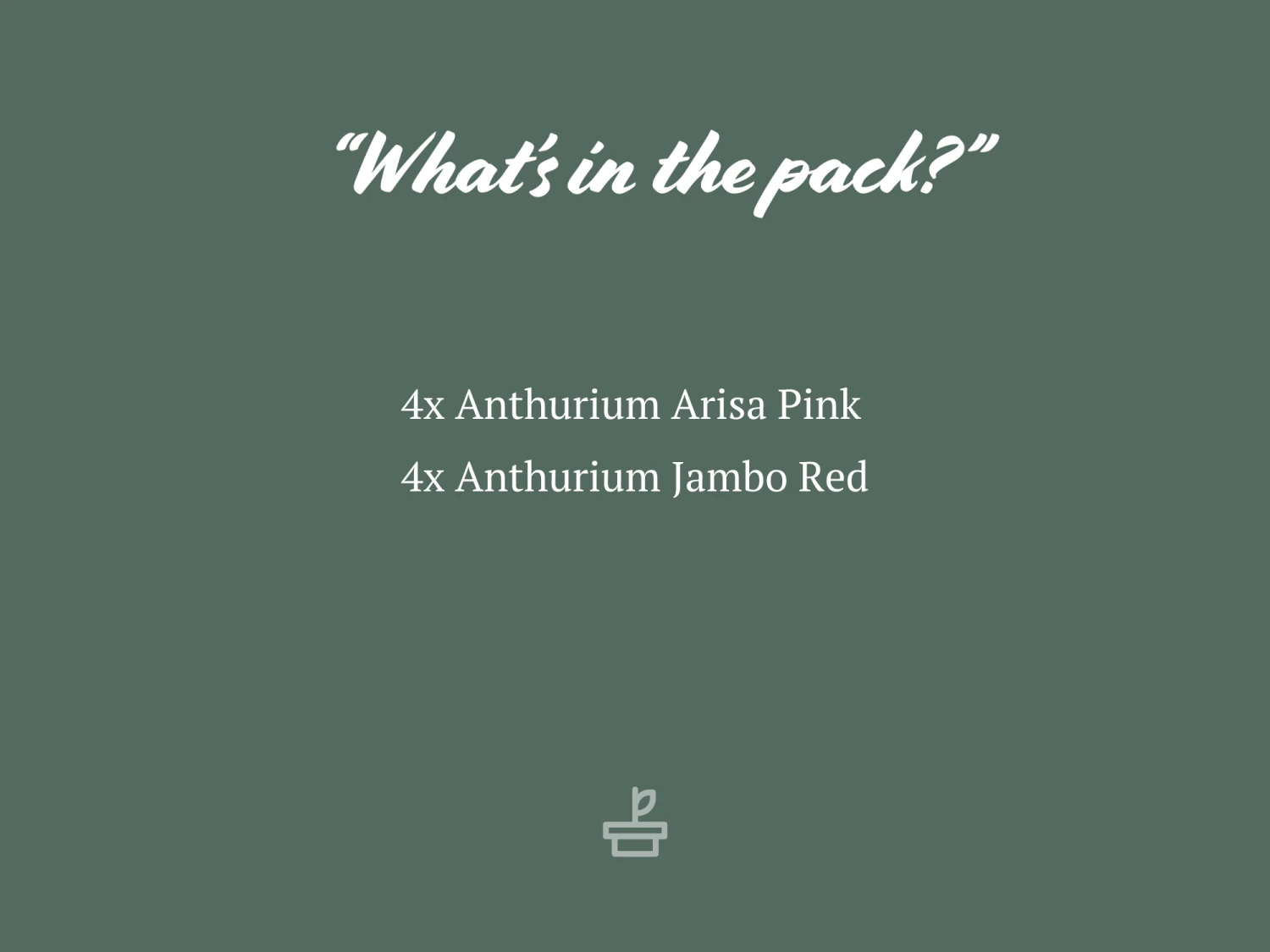 Anthurium Mixed Pack - Image 3