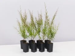 Austromyrtus Dulcis Copper Tops Native Hedging Pack