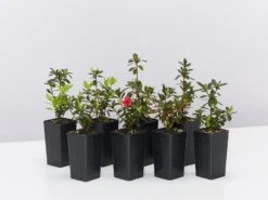 Azalea Kurume 'Christmas Cheer'