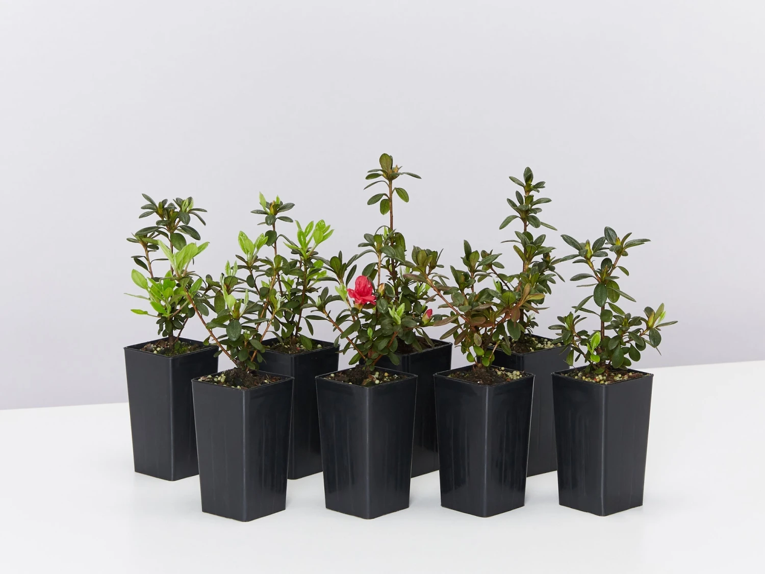 Azalea Kurume 'Christmas Cheer'