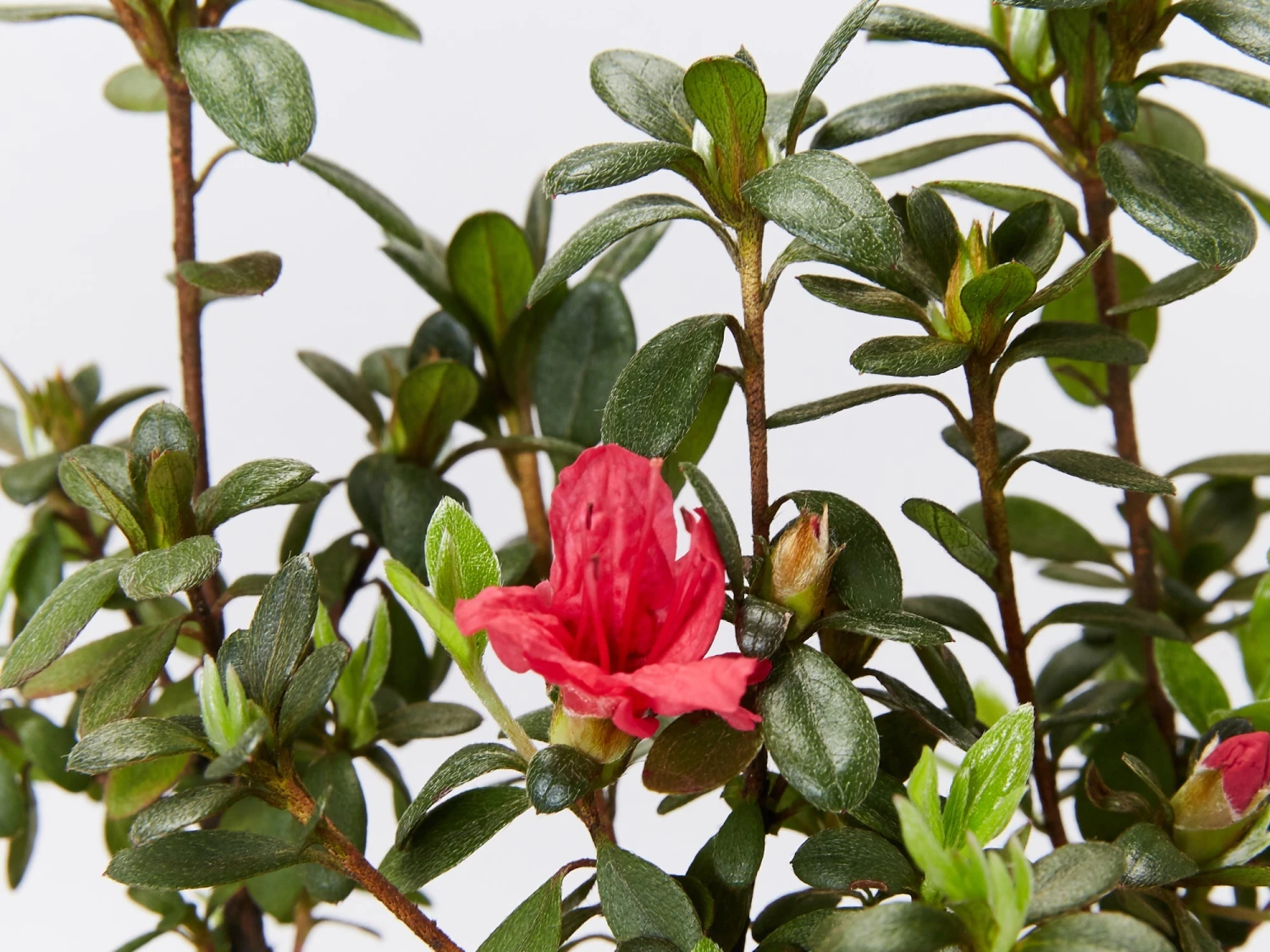 Azalea Kurume 'Christmas Cheer' - Image 3