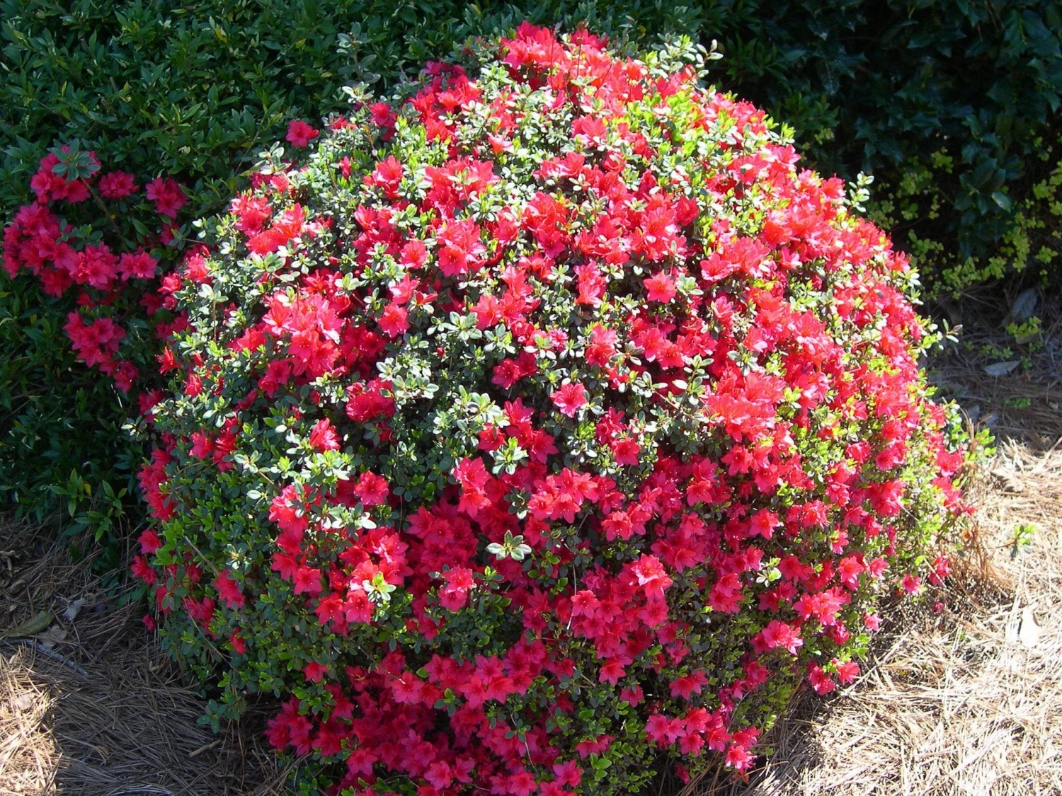 Azalea Kurume 'Christmas Cheer' - Image 2