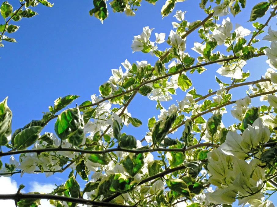Bougainvillea Purity - Image 2