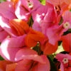 Bougainvillea Rosenka