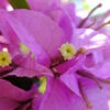 Bougainvillea Singapore Pink