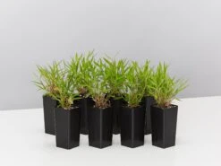 Bambusa Baby Panda Grass