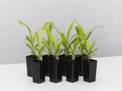 Old Man Banksia (Banksia Serrata)