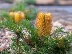 Banksia Spinulosa Collina