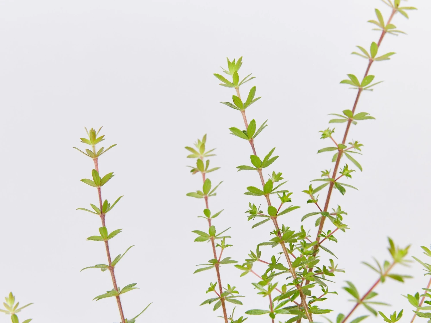 Bauera Rubioides - Image 3