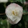Camellia Sasanqua Beatrice Emily