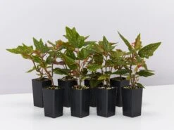 Begonia Medora Trout Leaf Begonia