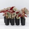 Begonia Rex Looking Glass