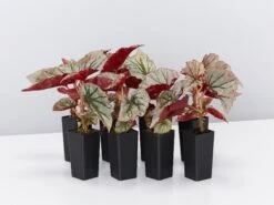 Begonia Rex Looking Glass